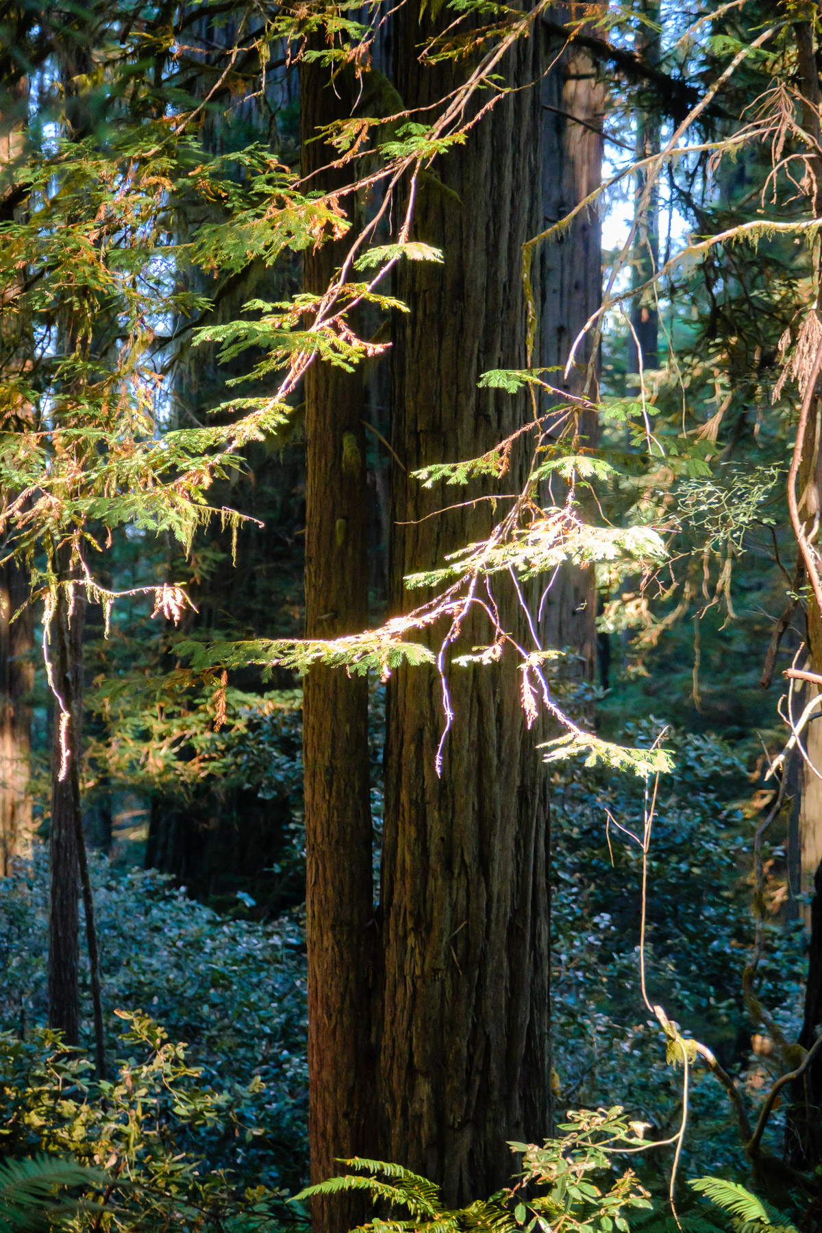 Pacific Northwest Road Trip photo titled Pacific Coast 11